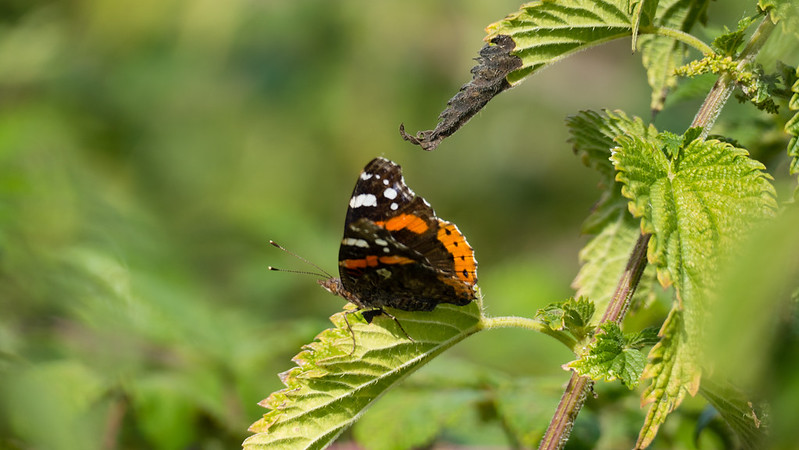 Red admiral poised on nettle leaf