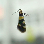 Birken-Faulholzmotte (Birch Concealer Moth, Eratophyes amasiella)