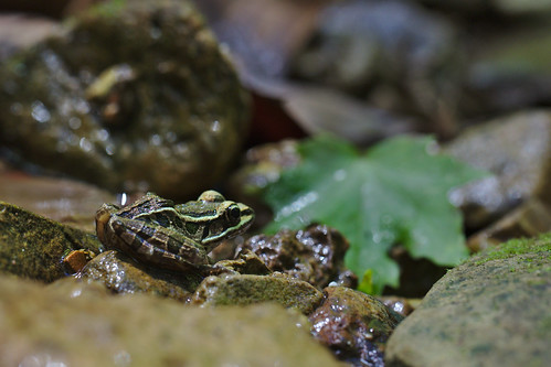wildlife macro frog animals nature forest