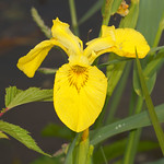 Sumpf-Schwertlilie (Iris pseudacorus) in der Saarn-Mendener Ruhraue