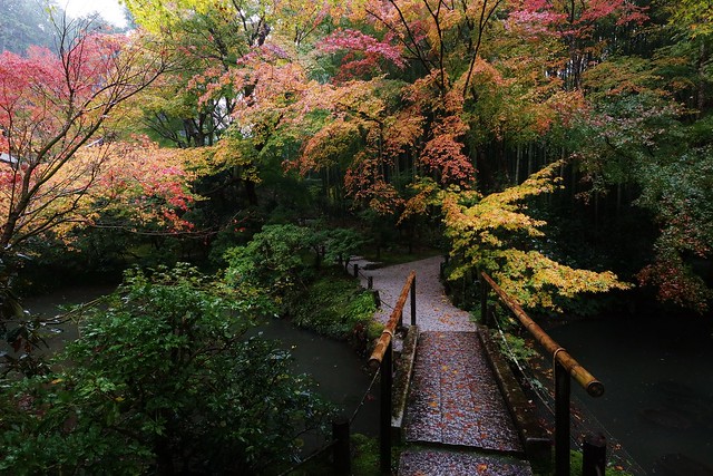 path to zen enlightenment - autumn / 京都 圓光寺 Kyoto Enkouji Temple