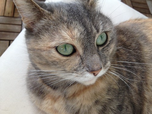 My cat | by alice_nosslin