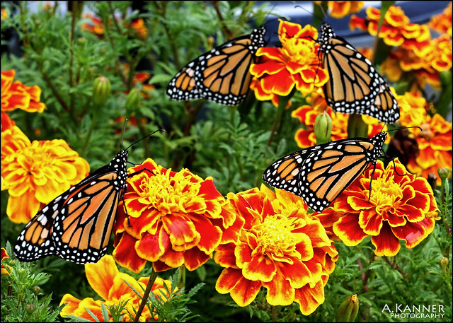 My Monarchs...