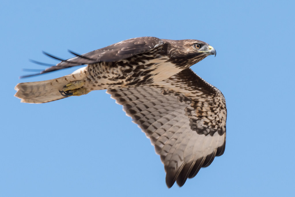 DSC_2038.jpg Red-tailed Hawk, Rio Del Mar [explored] | Flickr