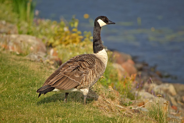 The Canada goose. Summer. Finland, Lake Päijänne.
