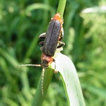 Gemeiner Weichkäfer (Common Dark Soldier Beetle, Cantharis fusca)