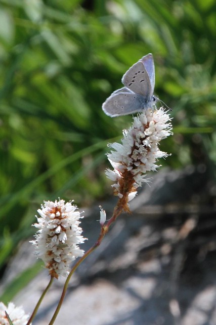 silvery blue butterfly on American bistort