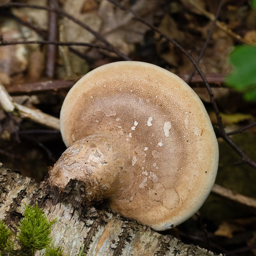 Birch polypore, from above