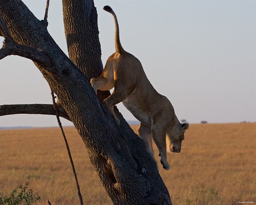lion lioness tree climbing jump jumping serengeti tanzania africa cat bigcat feline savana sunrise pentax pentaxk3ii sigma sigma50500 bigma sigmaart pentaxart nationalgeographic africageographic animale erba cielo