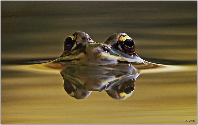 Frog in the puddle 1.
