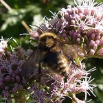 Feld-Kuckuckshummel (Field Cuckoo Bumble Bee, Bombus campestris)