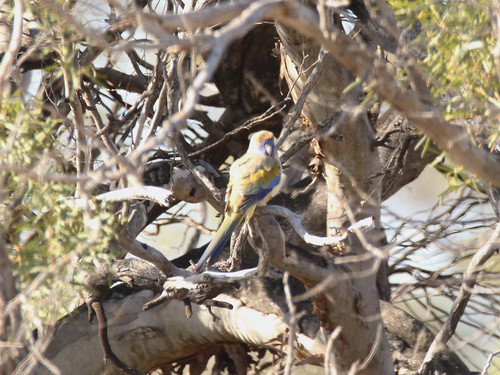 2018 august australia blanchetown brookfieldconservationpark sa aves psittaculidae psittaciformes northiellahaematogaster