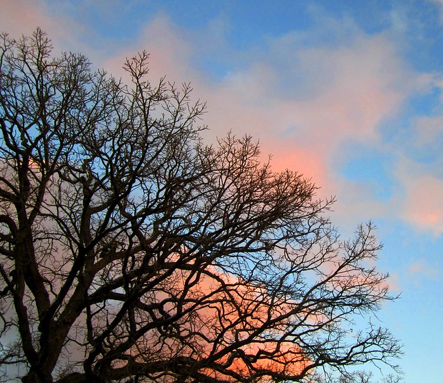 empty oak reaching thru the clouds