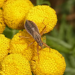 Gelbrand-Sichelwanze (Broad Damsel Bug, Nabis flavomarginatus)
