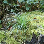 Pflanze auf Totholz im Wald auf dem Isenberg