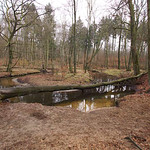 Am Rotbach im Hiesfelder Wald liegen vielerorts umgestürzte Bäume