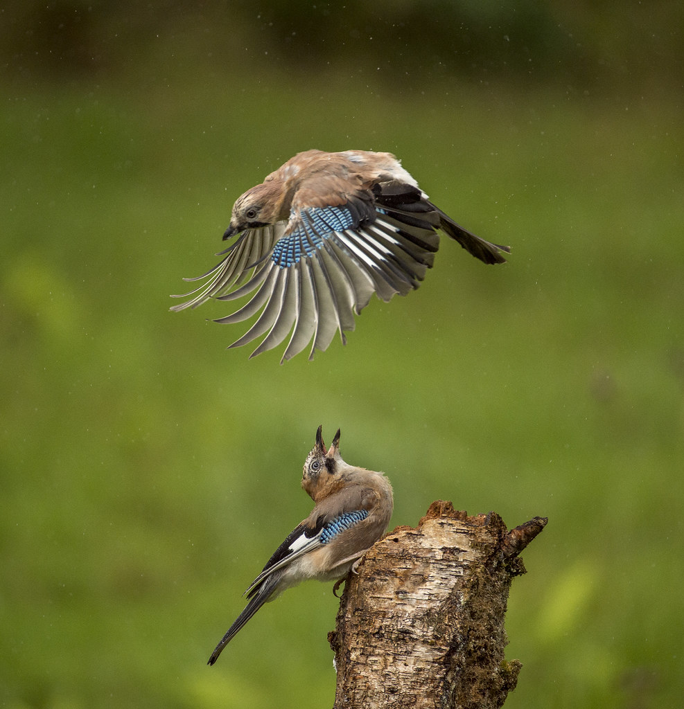 JAYS. | Juvenile Jays fighting in the rain over peanuts at S… | Flickr
