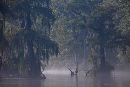 wakulla swamp florida mist water springs spanishmoss