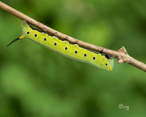 pennsylvania bradfordcounty pisgah caterpillar snowberryclearwing hemarisdiffinis honeysuckle