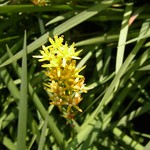 Moorlilie oder Beinbrech (Narthecium ossifragum) im Herfeldmoor in der Wahner Heide