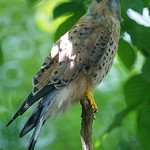 Turmfalke (Falco tinnunculus) im Eulenkloster des Kölner Zoos