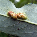 Gallen der Weiden-Gallenblattwespe (Willow Redgall Sawfly, Pontania proxima)