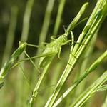 Punktierte Zartschrecke (Speckled Bush Cricket, Leptophyes punctatissima), Männchen