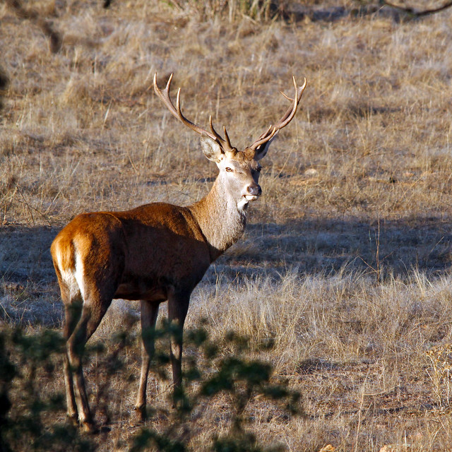 Ciervo (Cervus elaphus) Deer
