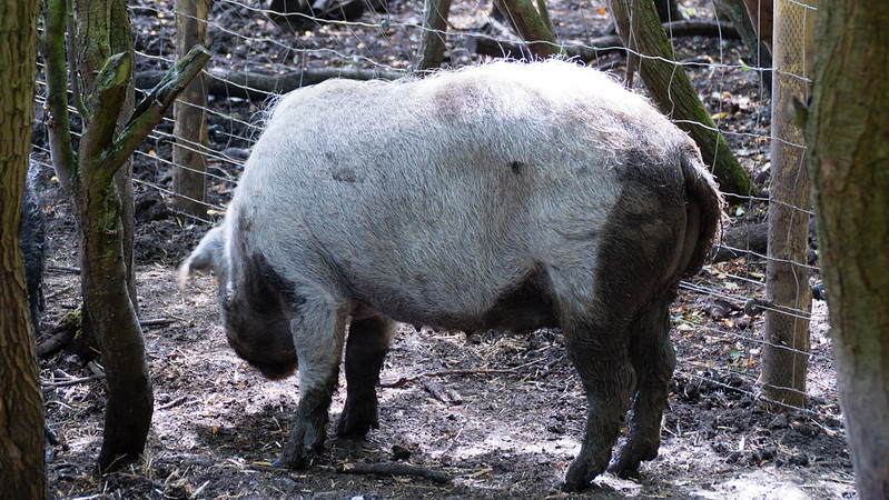 Pigs in plenty, Mary Arden's Farm: mangalitza sows