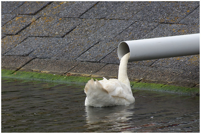Curious Swan II