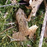 Grasfrosch (Common Frog, Rana temporaria)