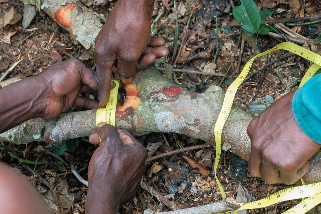 Research on the Afrormosia tree, Yangambi, DRC.