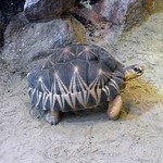 Strahlenschildkröte (Astrochelys radiata) im Madagaskar-Haus des Kölner Zoos