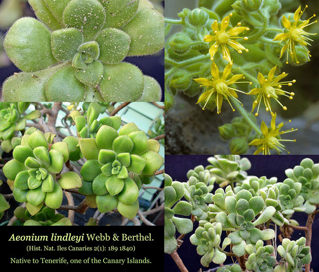 Aeonium lindleyi (collage)