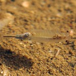 Sommer-Feenkrebs (Fairy shrimp, Branchipus schaefferi), Weibchen
