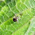 Brennnesselrüssler (Small Nettle Weevil, Nedyus quadrimaculatus)
