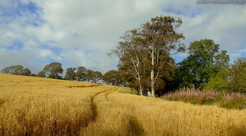 barley field landscape nature trees donegal buncrana countydonegal ireland sky sony dsch400