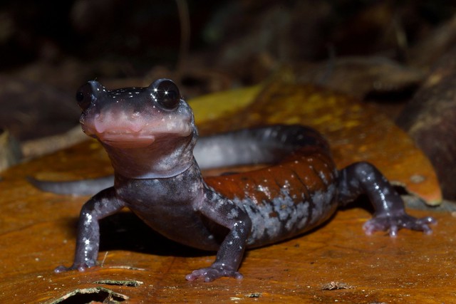 Yonahlosse Salamander - Plethodon yonahlosse