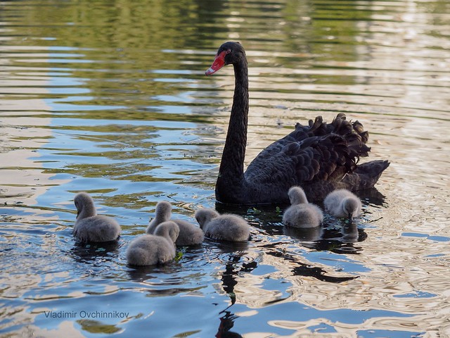 Black Swan and Chicks