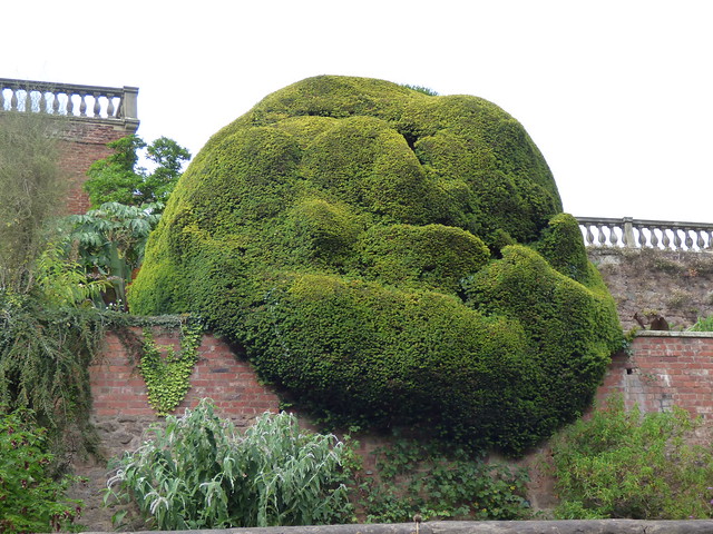 Powis Castle - Upper Terrace - hedges with faces
