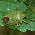 Grüne Stinkwanze (Green Shieldbug, Palomena prasina) im Hiesfelder Wald