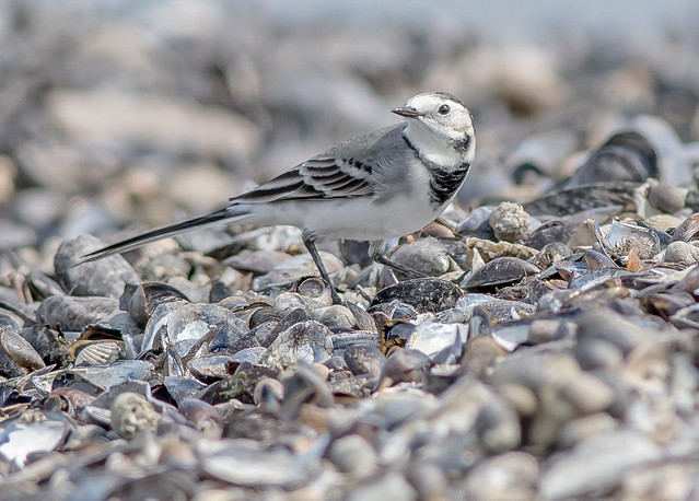 DSC2464  Pied Wagtail..