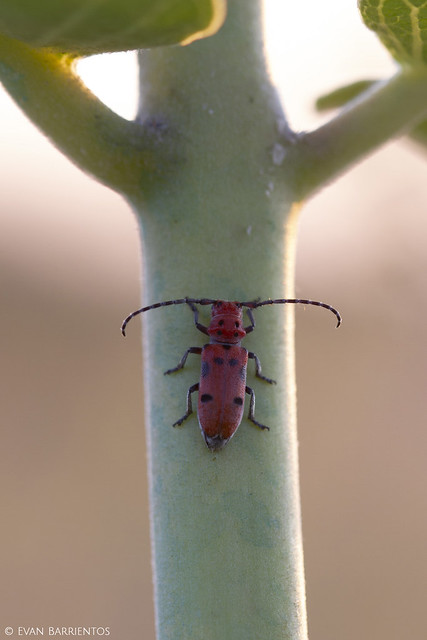 Red Milkweed Bug