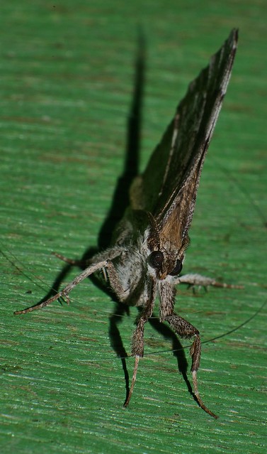 trunk nose Mantis leg Funnel wings moth Taviodes sp Pangraptinae Erebidae Airlie Beach rainforest P1090176