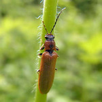 Zahnhalsiger Schnellkäfer (Small Brown Click Beetle, Denticollis linearis)