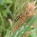 Zweifleck-Weichwanze (Two-spotted Grass Bug, Stenotus binotatus)