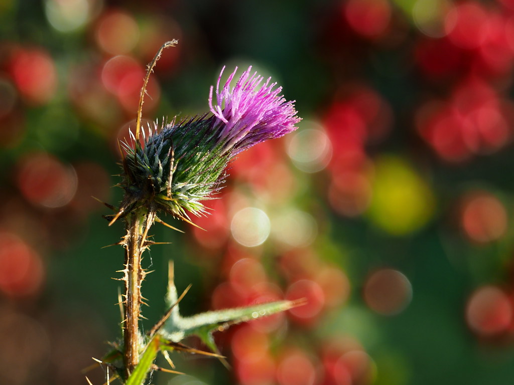 Thistle on a bokeh of red berries | OLYMPUS DIGITAL CAMERA | Flickr