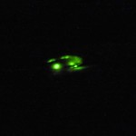 Kleiner Leuchtkäfer (Firefly, Lamprohiza splendidula), Weibchen