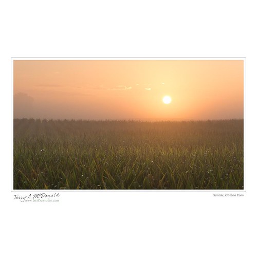 agriculture canada corn dawn elgincounty morning ontario sunrise