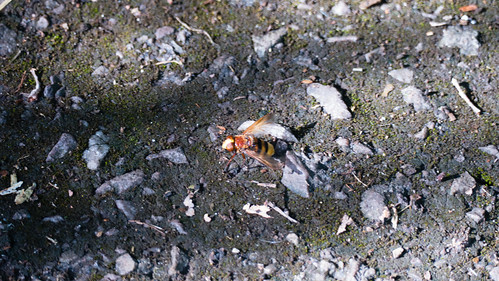 Hornet hoverfly on a footpath